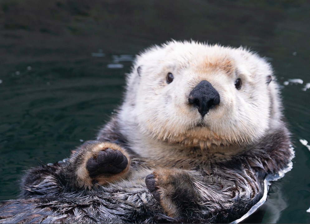 Sea Otters